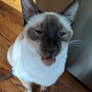 Meet your Posher, Pauline